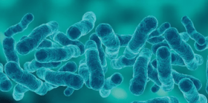 Legionella